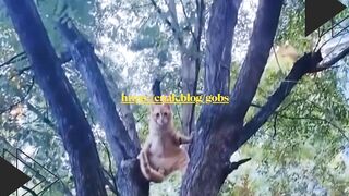 Kucing ini bukan main! Lagi di-tatto, mukanya santai banget, udah kayak gangster pensiun  Tampangnya gagah, dubbing-nya kocak parah!