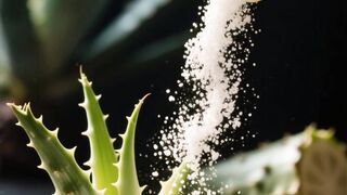 Agave   Unexpected Result