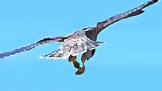 Falcon Training Pays Off! Practice Turns Into a Perfect Hunt! trending animals birds falcon
