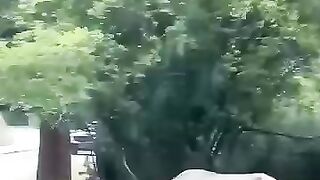 This desperate elk blocked traffic to save his friend until.