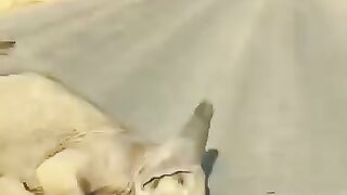 Funny elephants funny funnyanimal animals foryou elephant fyp