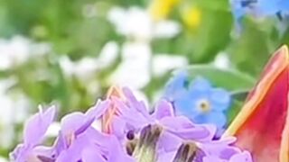 Beautiful nature 251