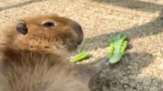 Animal Funny video 3