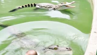 Cute baby face crocodile into the pond