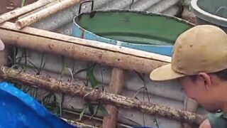 5 Cara pemasaran ikan lele hasil panen
