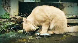 Dumb animals are good with people