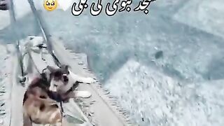 cats in Madina