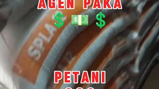 Dilema para pembudidaya ikan lele