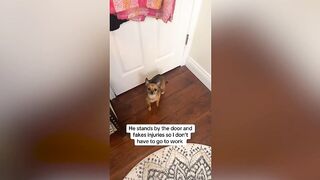 Dramatic chihuahua fakes injuries to prevent owner from going to work