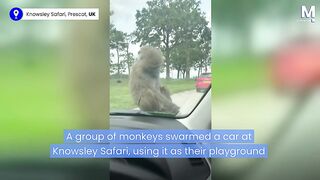 Playful monkeys climb and swarm car at Knowsley Safari