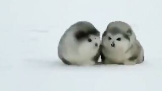 Fluffy Alaskan Malamute puppy