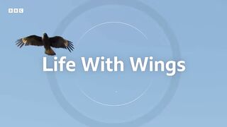 BBC Earth - Life with Wings