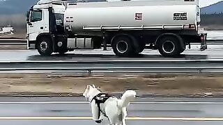 The Dog Save The Driver