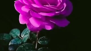 ROSE.