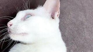 Cute Cat - Funny Cat Video...