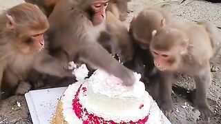Very Funny Monkeys happy birthday ????