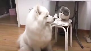 Cat loving ???? Dog