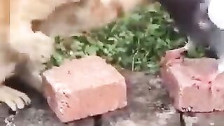 Funny video