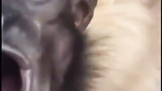 Monkey video