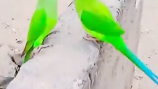 Parrot video