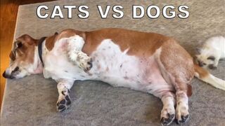CATS VS DOGS - TRY NOT TO LAUGH FUNNY CAT & DOG FAILS VIDEOS