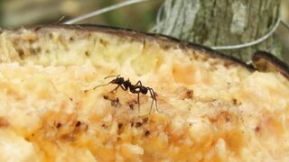 Wonders of the world of ants #1