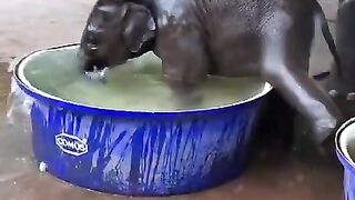 Animal baby