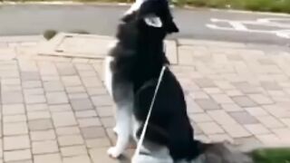 Funny dogs videos 2023