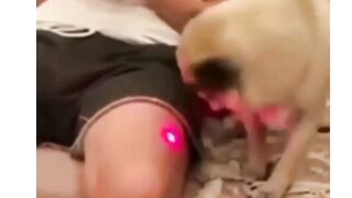 Funny video dog cute clik