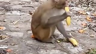 Monkey video
