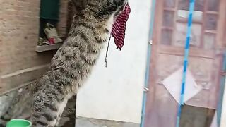 Cat funny video|Cat video