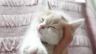 Funny Cat