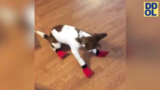 TRY NOT TO LAUGH WATCHING FUNNY DOG VIDEOS