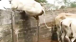 Funny jumping cow