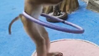 Monkey in Circus Circus