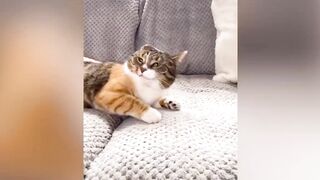 Funny TikToks for cats and dogs Pt1