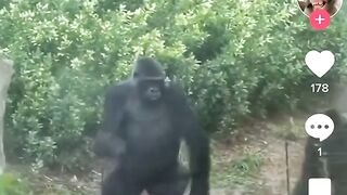 2million views| Funny animal TikTok compilation| 105