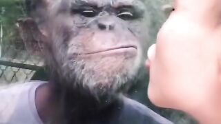 Funny Monkey Kiss