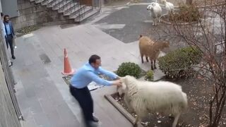 Animals Caught Being Jerks