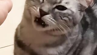 funny cats videos