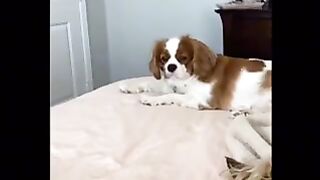 2million views | best funny animal TikTok compilation video|#106