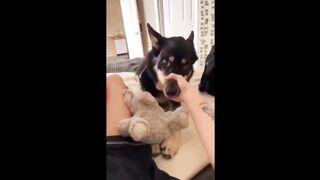 Can you finish this video without laughing