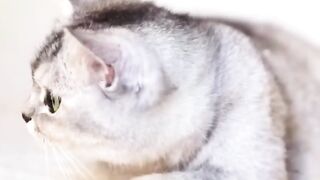 HAVE YOU EVER seen a CAT do THIS ????