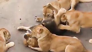Lion versus lion big fight 2023