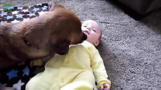 Cute Cats and Dogs Love Babies Compilation Video HD