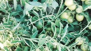 Tomato