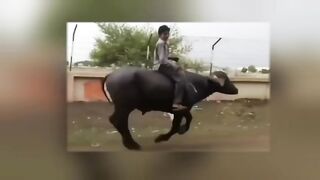 Funny Things Happen Only in Pakistan/Comedy