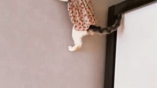 Hahaha sweet Cats girl