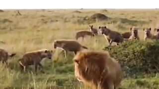 Lion vs hyena big fights 2023