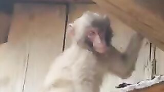 Monkey